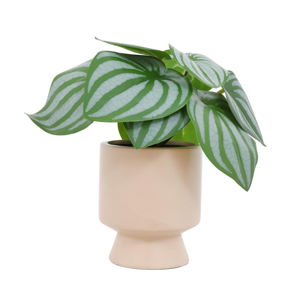 ต้นแนบอุราประดิษฐ์ในกระถางเซรามิก SPRING 22 ซม.