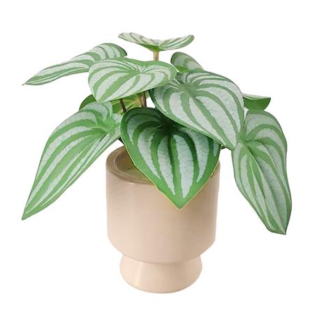 ต้นแนบอุราประดิษฐ์ในกระถางเซรามิก SPRING 22 ซม.