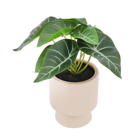 ต้นเงินไหลมาประดิษฐ์ในกระถางเซรามิก SPRING 22 ซม.