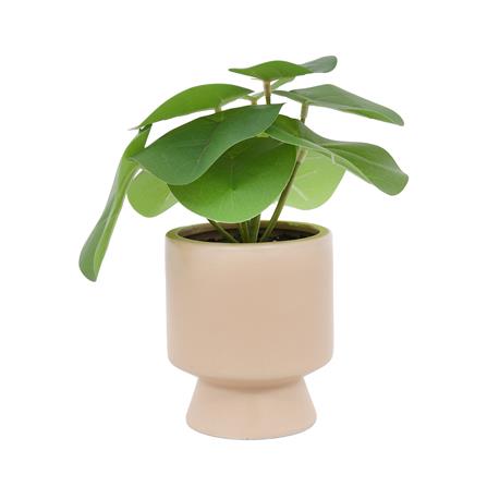 ต้นเหรียญเงินประดิษฐ์ในกระถางเซรามิก SPRING 22 ซม.