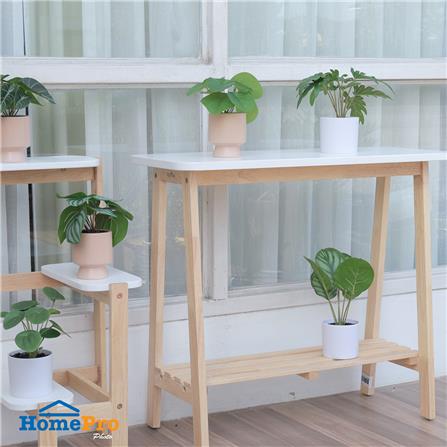 ต้นเหรียญเงินประดิษฐ์ในกระถางเซรามิก SPRING 22 ซม._4