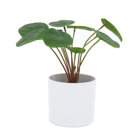 ต้นเหรียญเงินประดิษฐ์ในกระถางเมลามีน SPRING 22 ซม.