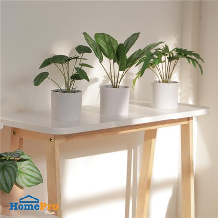 ต้นเหรียญเงินประดิษฐ์ในกระถางเมลามีน SPRING 22 ซม._4