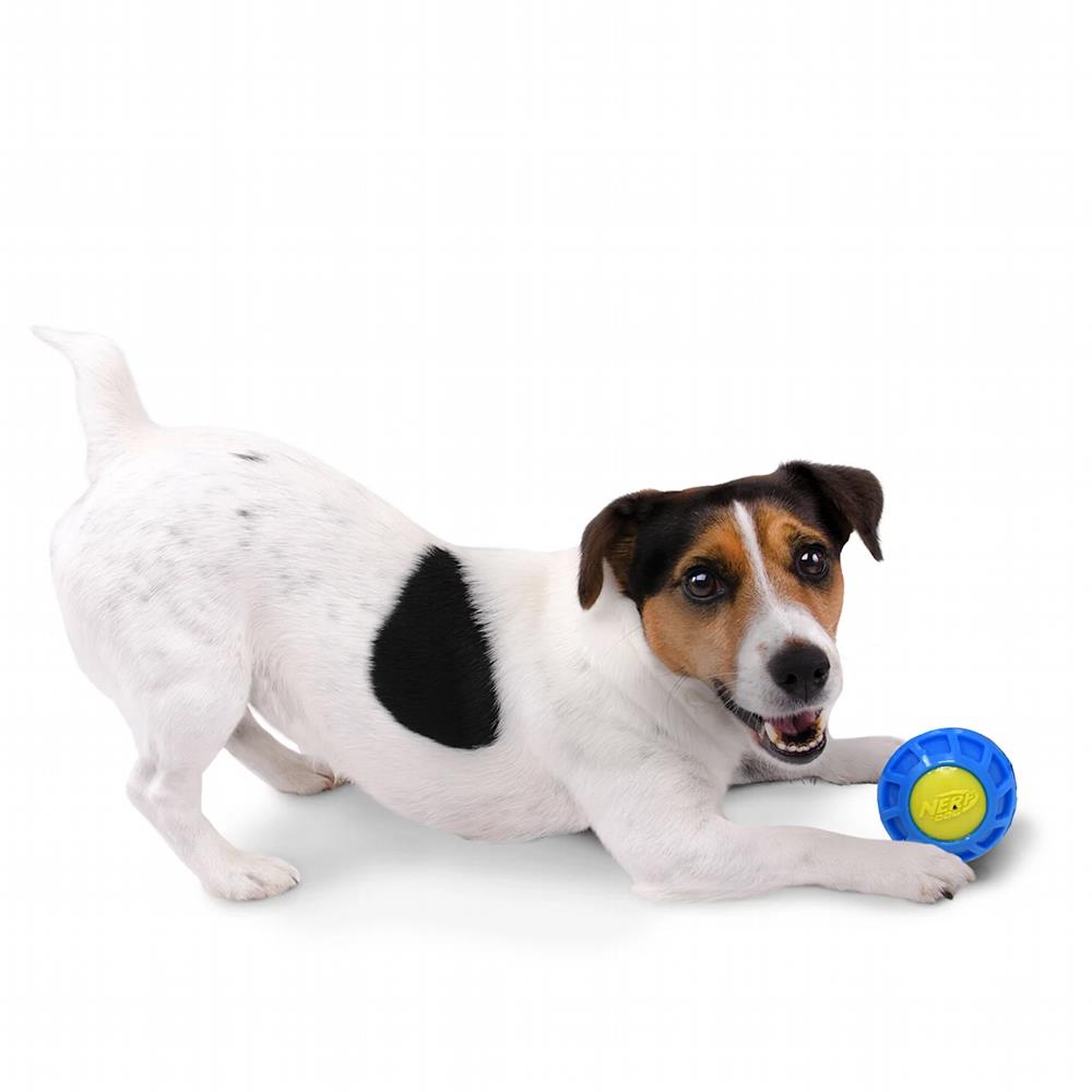 ของเล่นลูกบอลสุนัข NERFDOG MICROSQUEAK EXOBALL SMALL 2.5 นิ้ว
