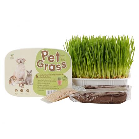 ชุดปลูกหญ้าแมว PET GRASS