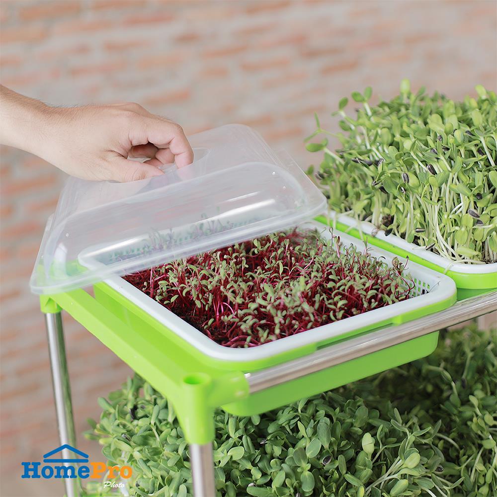 ถาดเพาะต้นอ่อนพร้อมฝาปิด SPRING สีเขียว