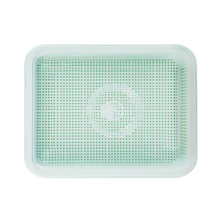 ถาดเพาะต้นอ่อนพร้อมฝาปิด SPRING สีเขียว_3