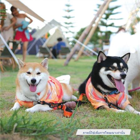 เสื้อสัตว์เลี้ยง CLAWSET ลายชีวิตสู้กลับ ไซซ์ 2XL สีดำ_5