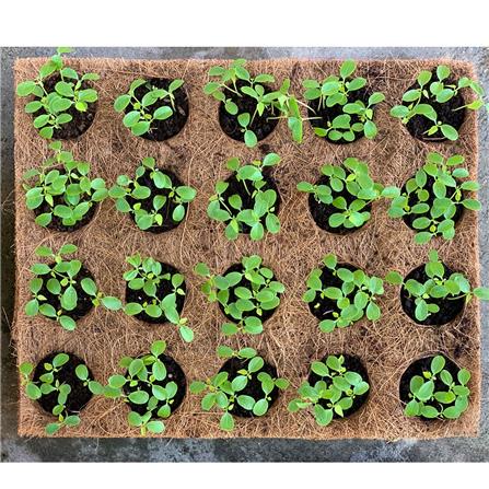 ถาดเพาะชำใยมะพร้าว SPRING 20 หลุม สีน้ำตาล_2