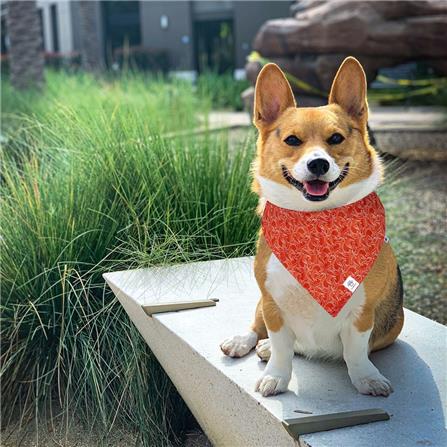 ผ้าพันคอสัตว์เลี้ยง CLAWSET ลายคลื่นญี่ปุ่น ไซซ์ L สีแดง_1