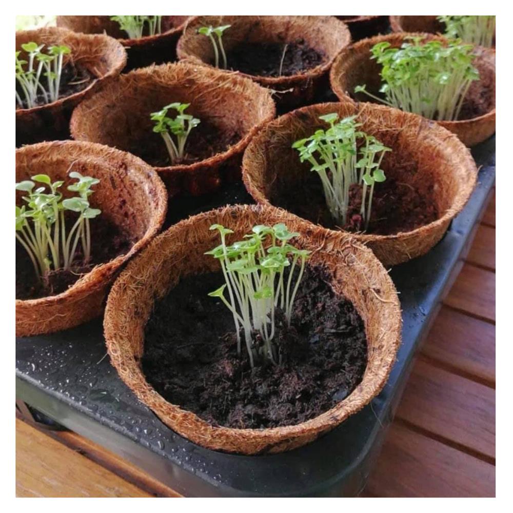 ถาดเพาะชำใยมะพร้าว 15 หลุม SPRING สีน้ำตาล