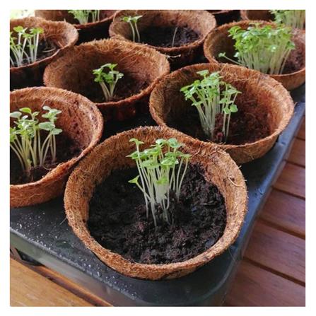 ถาดเพาะชำใยมะพร้าว 15 หลุม SPRING สีน้ำตาล_4