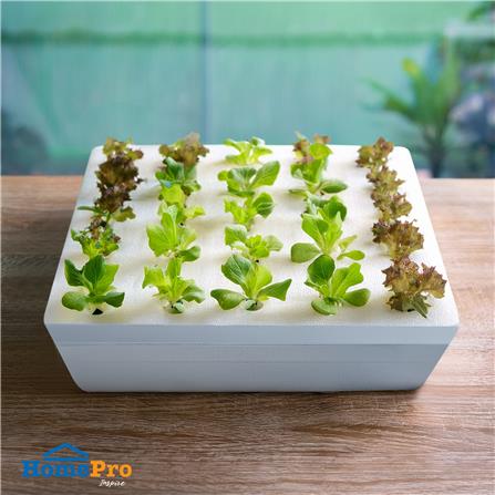 กล่องโฟมเพาะปลูกครบชุด SPRING 25 หลุม สีขาว_4