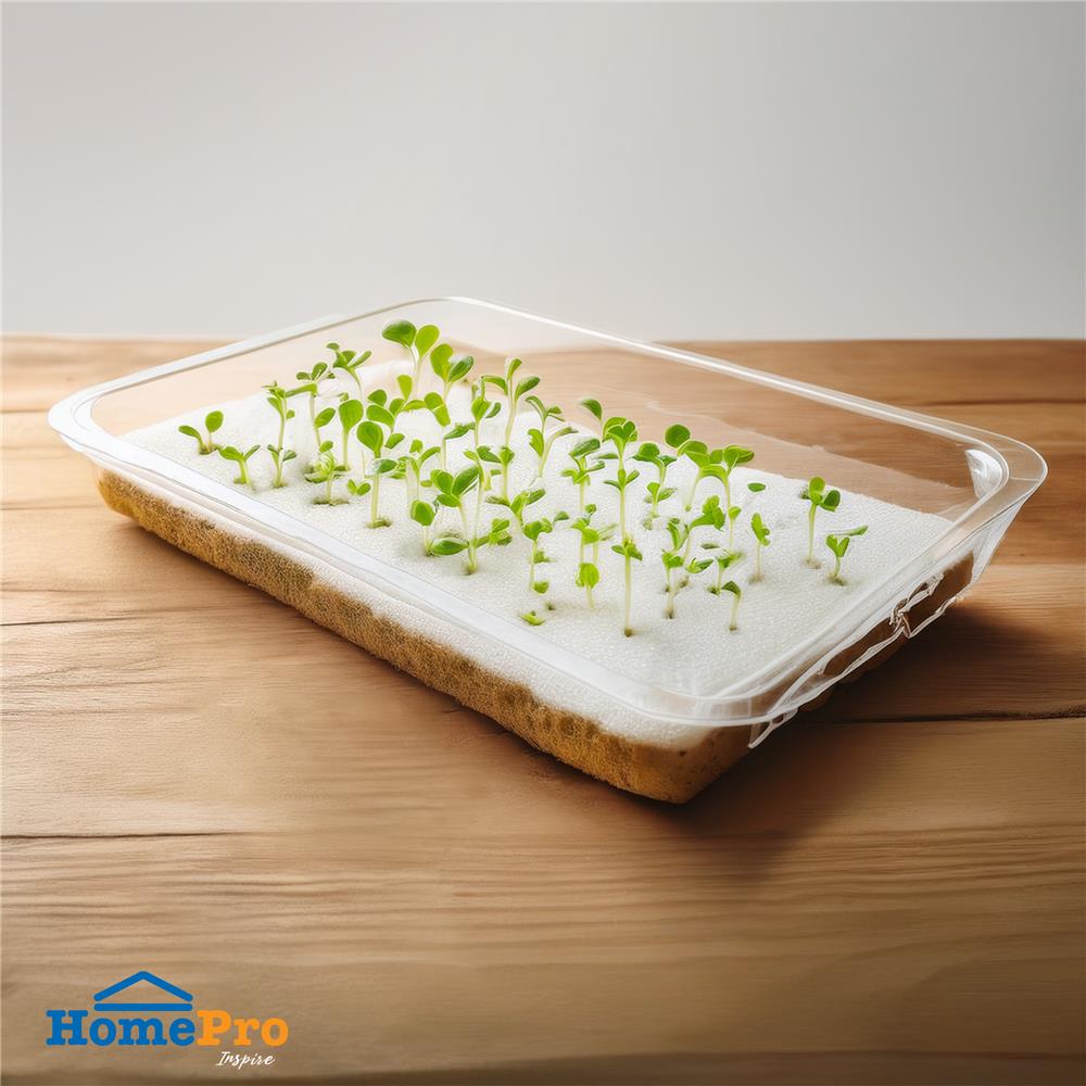 ฟองน้ำปลูกผักไฮโดรโปนิกส์ SPRING แพ็ก 10