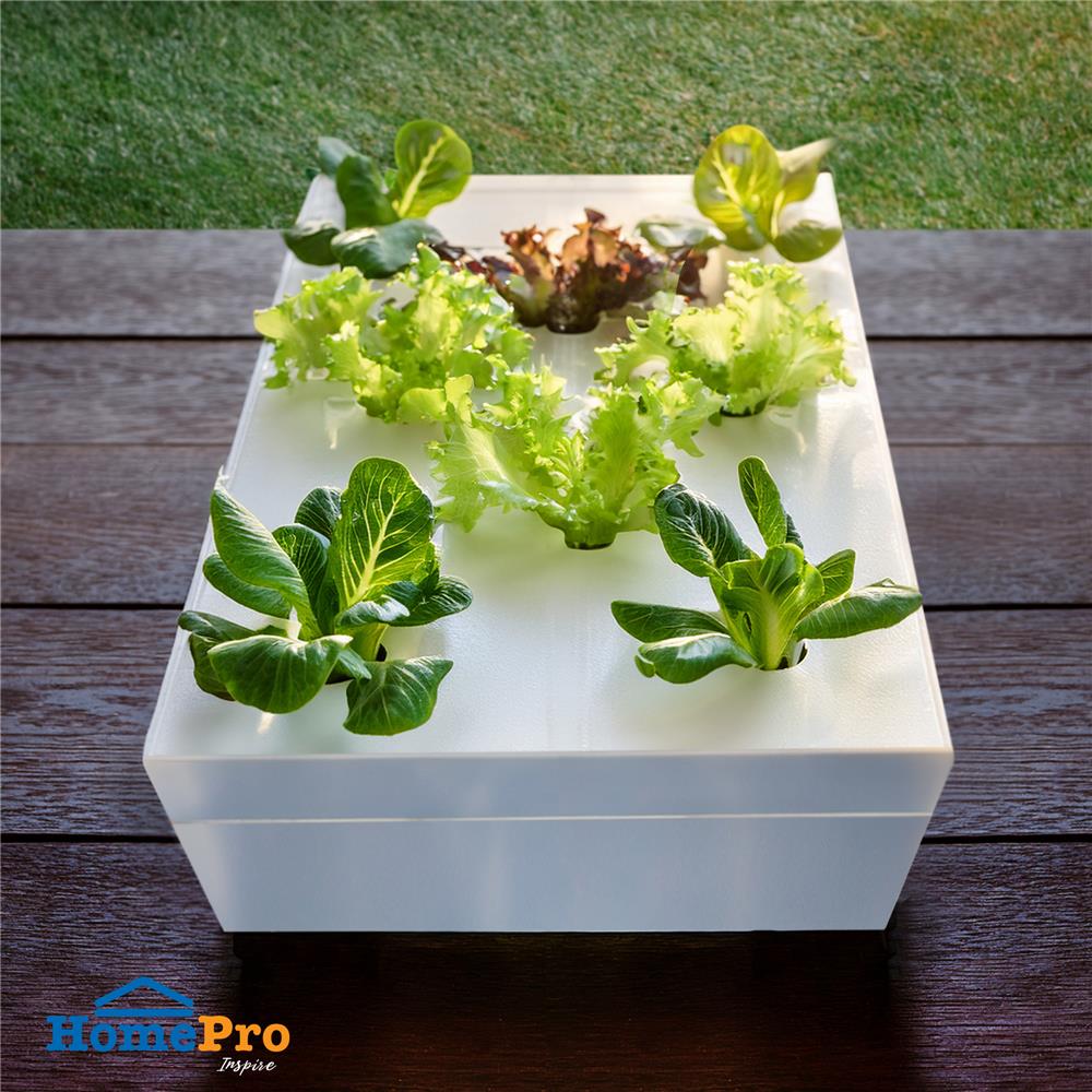 กล่องโฟมเพาะปลูกครบชุด SPRING 8 หลุม สีขาว