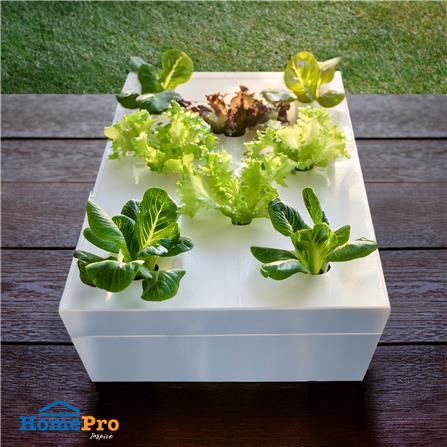 กล่องโฟมเพาะปลูกครบชุด SPRING 8 หลุม สีขาว_3
