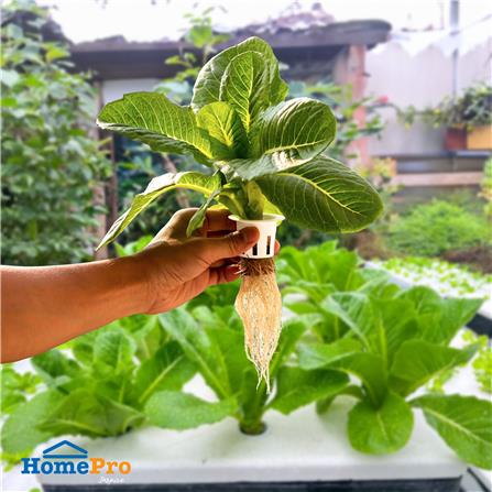 ถ้วยปลูกผักไฮโดรโปรนิกส์ SPRING สีขาว แพ็ก 100_3