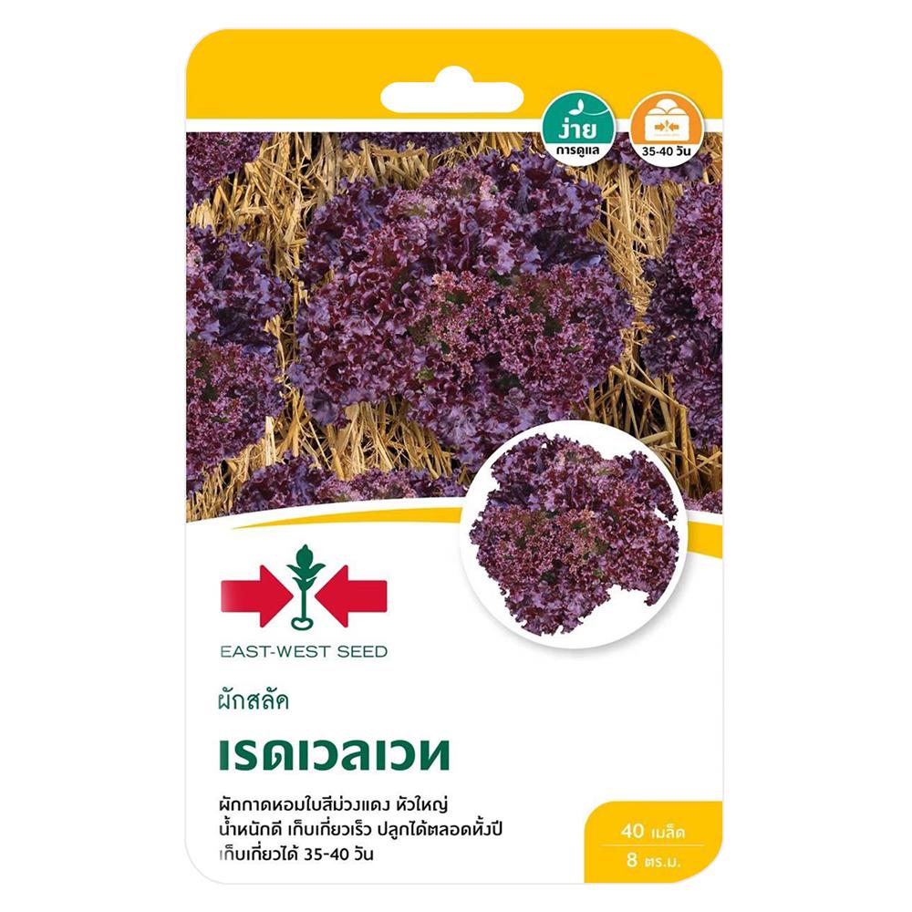 เมล็ดพันธุ์ผักสลัด เรดเวลเวท ศรแดง