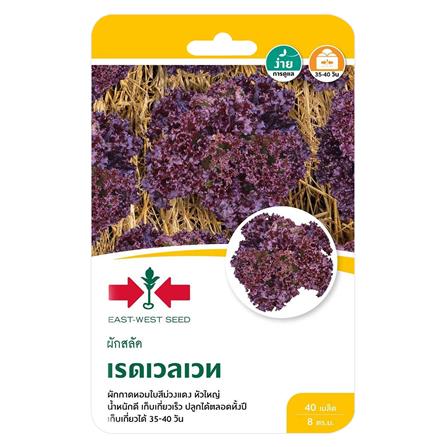 เมล็ดพันธุ์ผักสลัด เรดเวลเวท ศรแดง