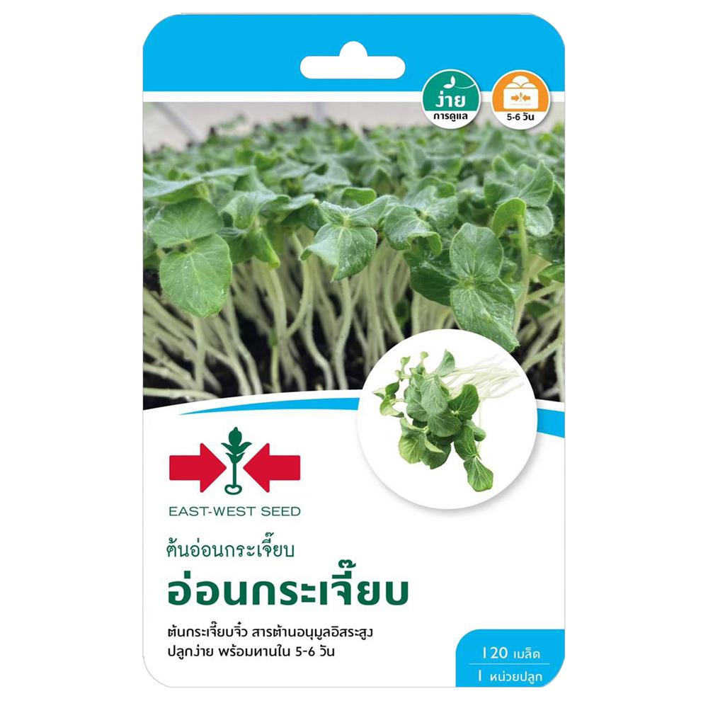 เมล็ดพันธุ์ต้นอ่อนกระเจี๊ยบ ศรแดง