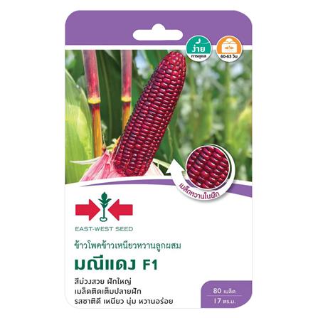 เมล็ดพันธุ์ข้าวโพดข้าวเหนียว F1 มณีแดง ศรแดง