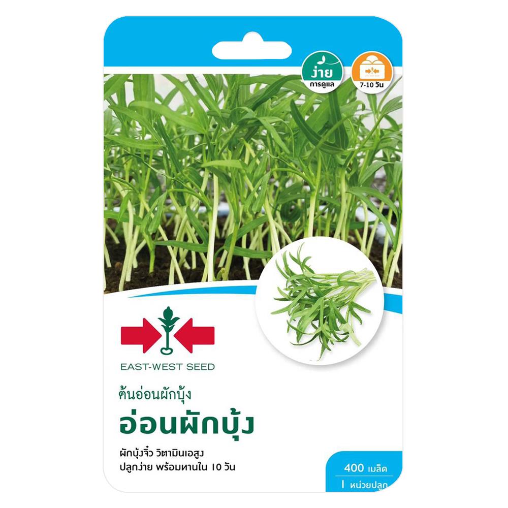 เมล็ดพันธุ์ต้นอ่อนผักบุ้ง ศรแดง