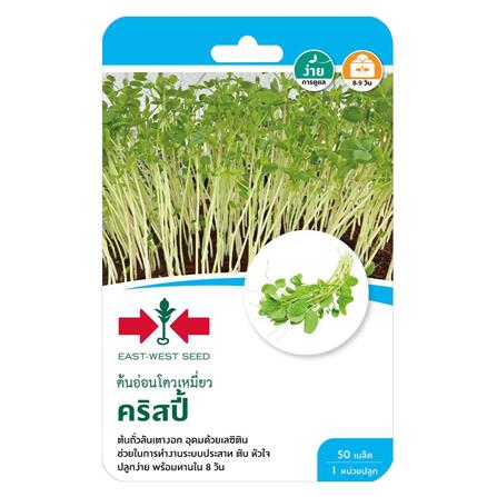 เมล็ดพันธุ์ต้นอ่อนโตวเหมี่ยว คริสปี้ ศรแดง