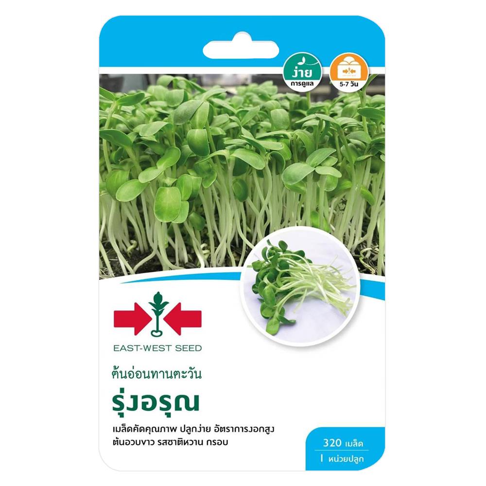 เมล็ดพันธุ์ต้นอ่อนทานตะวัน รุ่งอรุณ ศรแดง