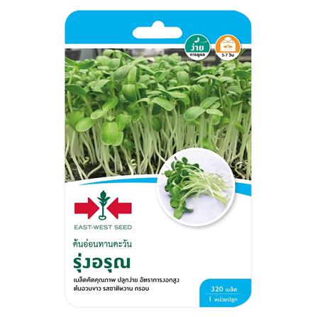 เมล็ดพันธุ์ต้นอ่อนทานตะวัน รุ่งอรุณ ศรแดง