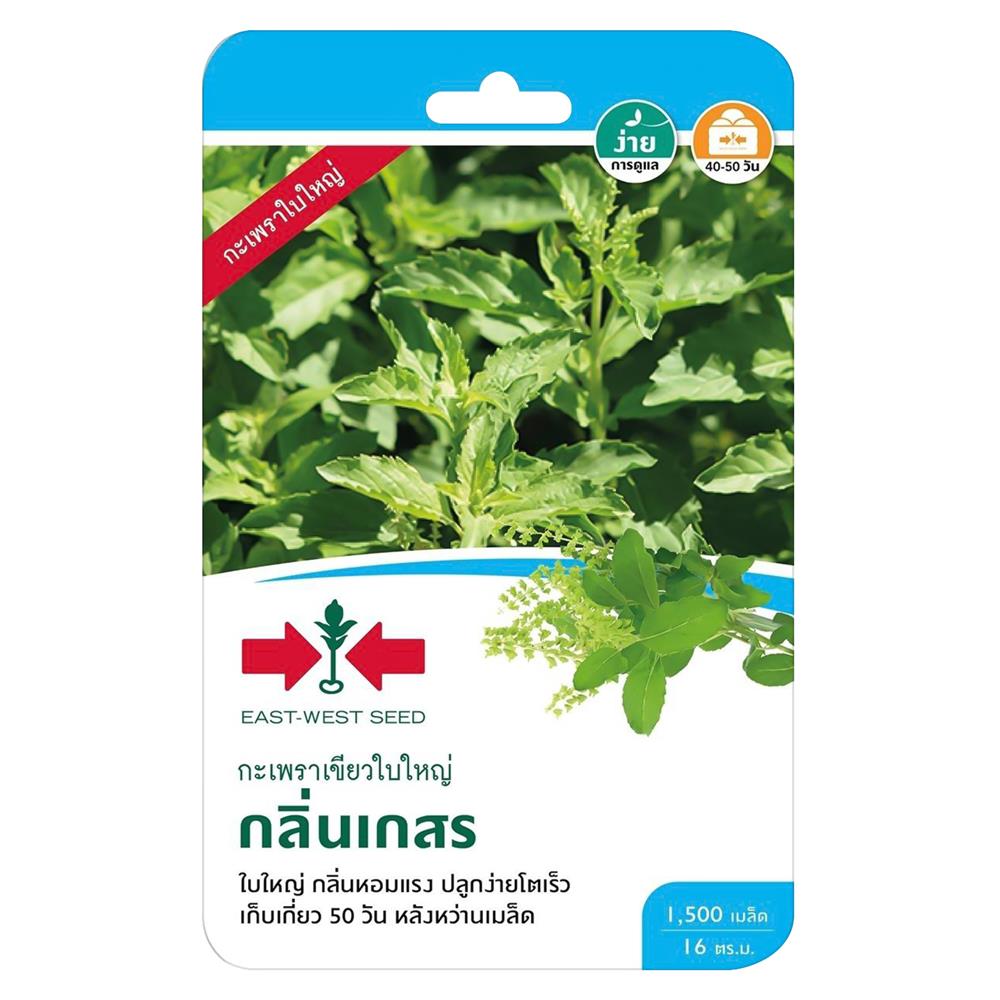 เมล็ดพันธุ์กะเพราเขียวใบใหญ่ กลิ่นเกสร ศรแดง