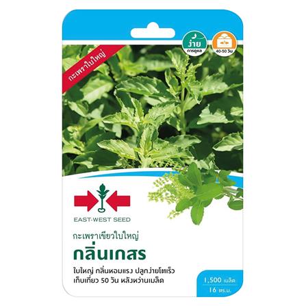 เมล็ดพันธุ์กะเพราเขียวใบใหญ่ กลิ่นเกสร ศรแดง_0