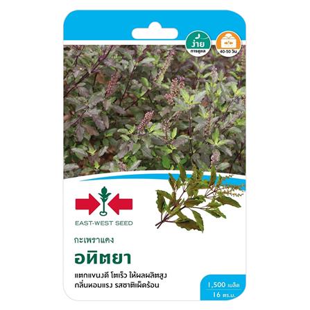 เมล็ดพันธุ์กะเพราแดง อทิตยา ศรแดง