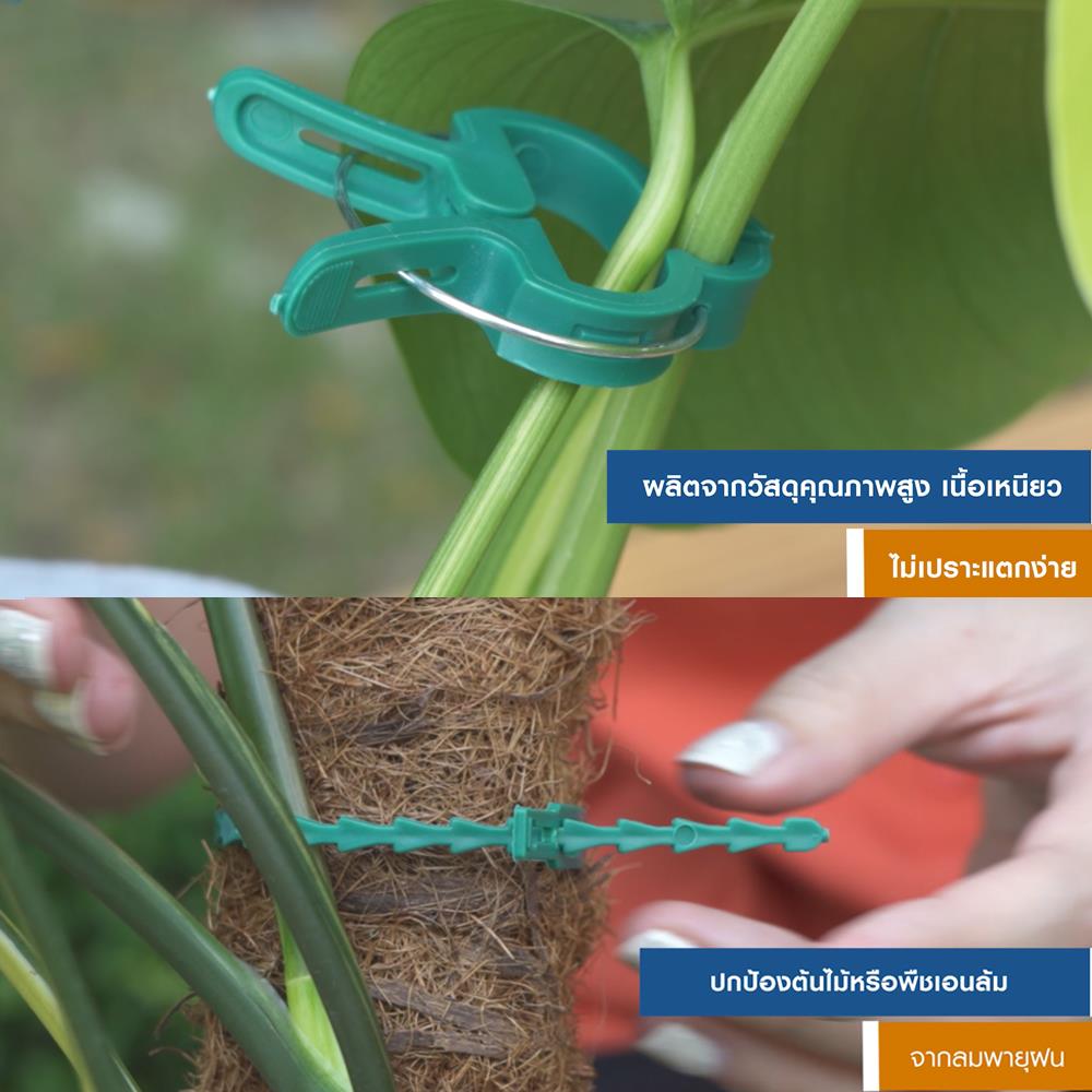 ชุดลวดรัดต้นไม้ SPRING