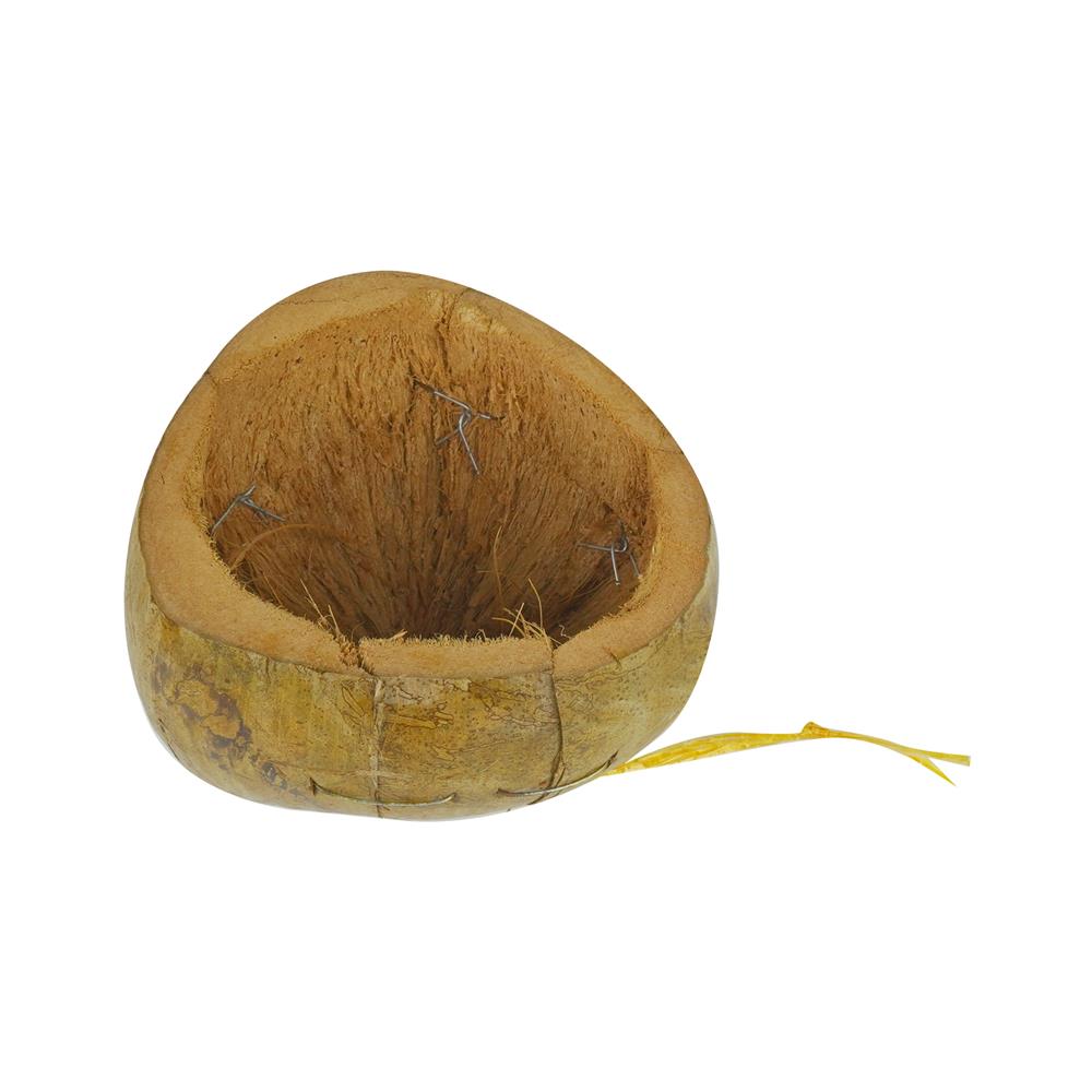 กระถางมะพร้าวครึ่งลูก SPRING