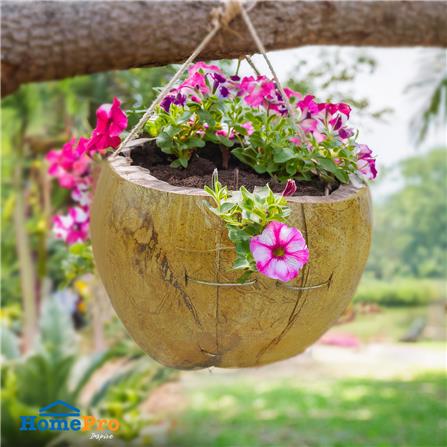 กระถางมะพร้าวครึ่งลูก SPRING_3