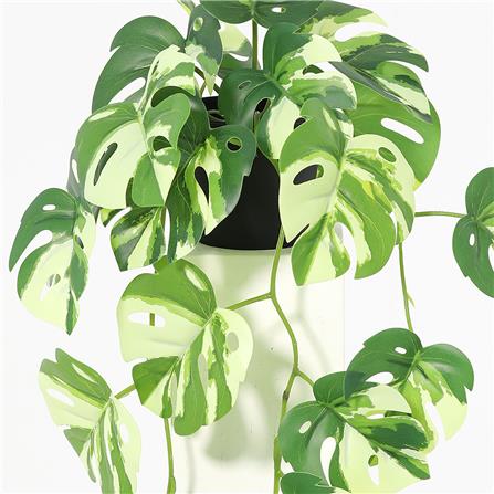 ต้นมอนสเตอร่าใบด่างประดิษฐ์ SPRING 57 ซม._2