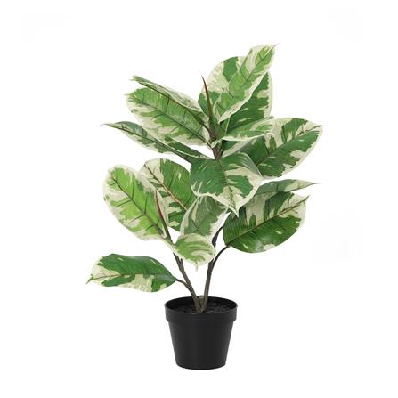 ต้นยางอินเดียด่างขาวประดิษฐ์ SPRING 50 ซม._0