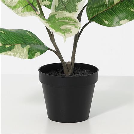 ต้นยางอินเดียด่างขาวประดิษฐ์ SPRING 50 ซม._3