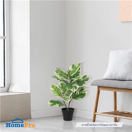 ต้นยางอินเดียด่างขาวประดิษฐ์ SPRING 50 ซม._4