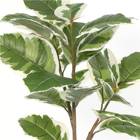 ต้นยางอินเดียใบด่างประดิษฐ์ SPRING 92 ซม._1