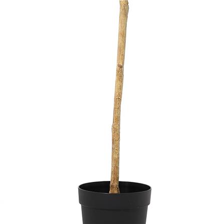 ต้นยูคาลิปตัสประดิษฐ์ SPRING 178 ซม._2