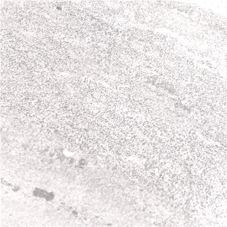 กระเบื้องพื้น 60x60 ซม. COTTO แฟรงก์เฟิร์ต ขาว PM 1.44 ตร.ม._2