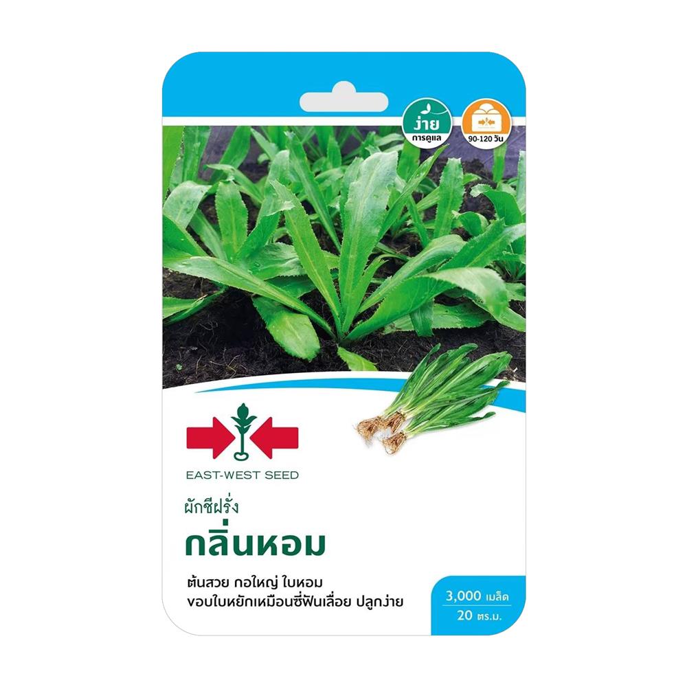 เมล็ดพันธุ์ผักชีฝรั่ง กลิ่นหอม ศรแดง