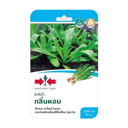 เมล็ดพันธุ์ผักชีฝรั่ง กลิ่นหอม ศรแดง_0