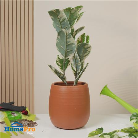 กระถางดินเผาทรงเบลล่า SPRING ไซซ์ S 10 นิ้ว_4