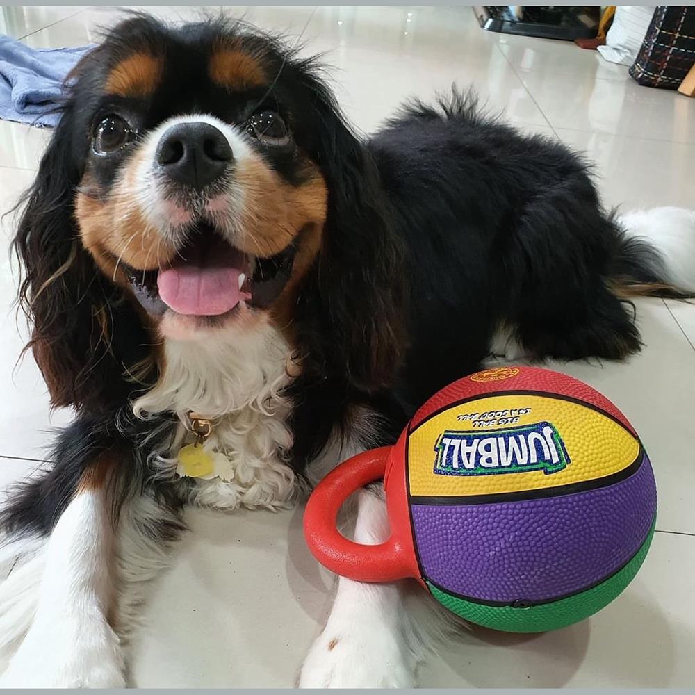 ของเล่นสุนัข GIGWI JUMBALL ไซซ์ S