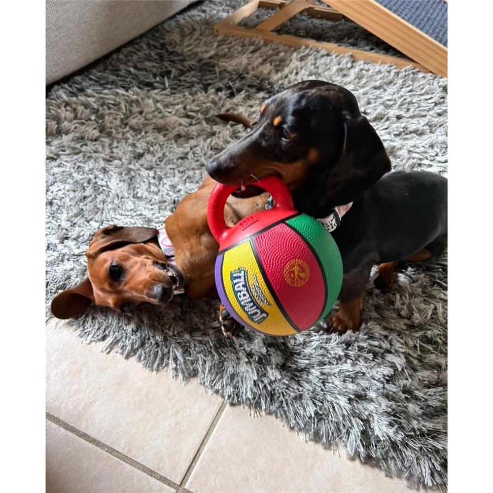 ของเล่นสุนัข GIGWI JUMBALL ไซซ์ S