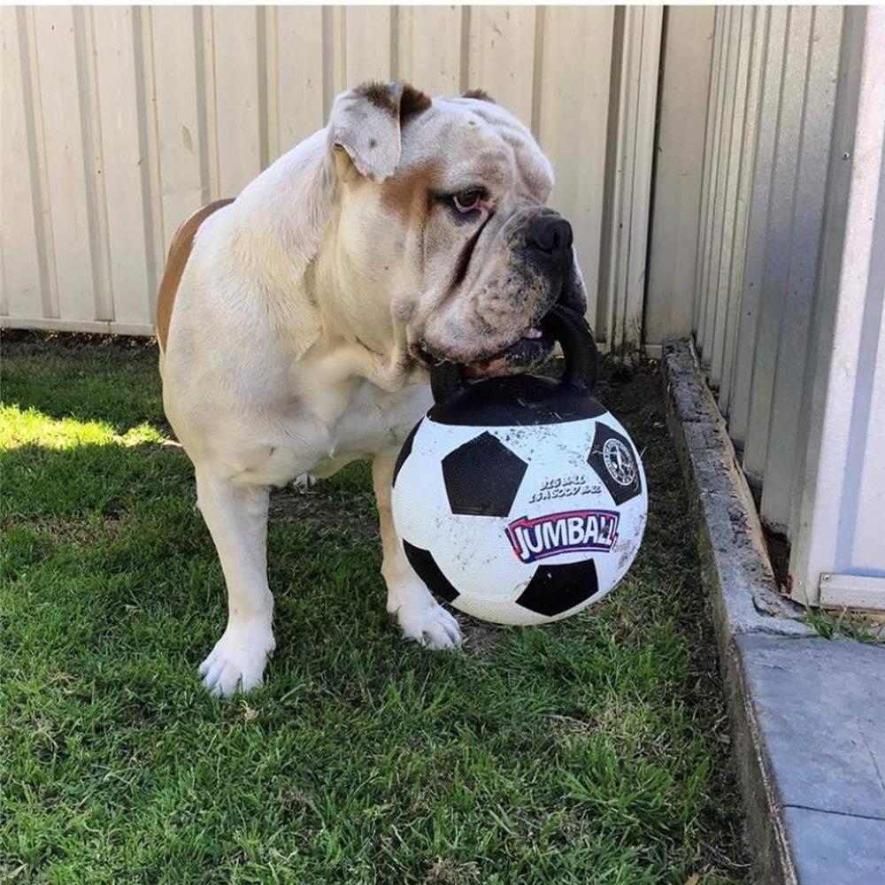 ของเล่นสุนัข GIGWI JUMBALL FOOTBALL