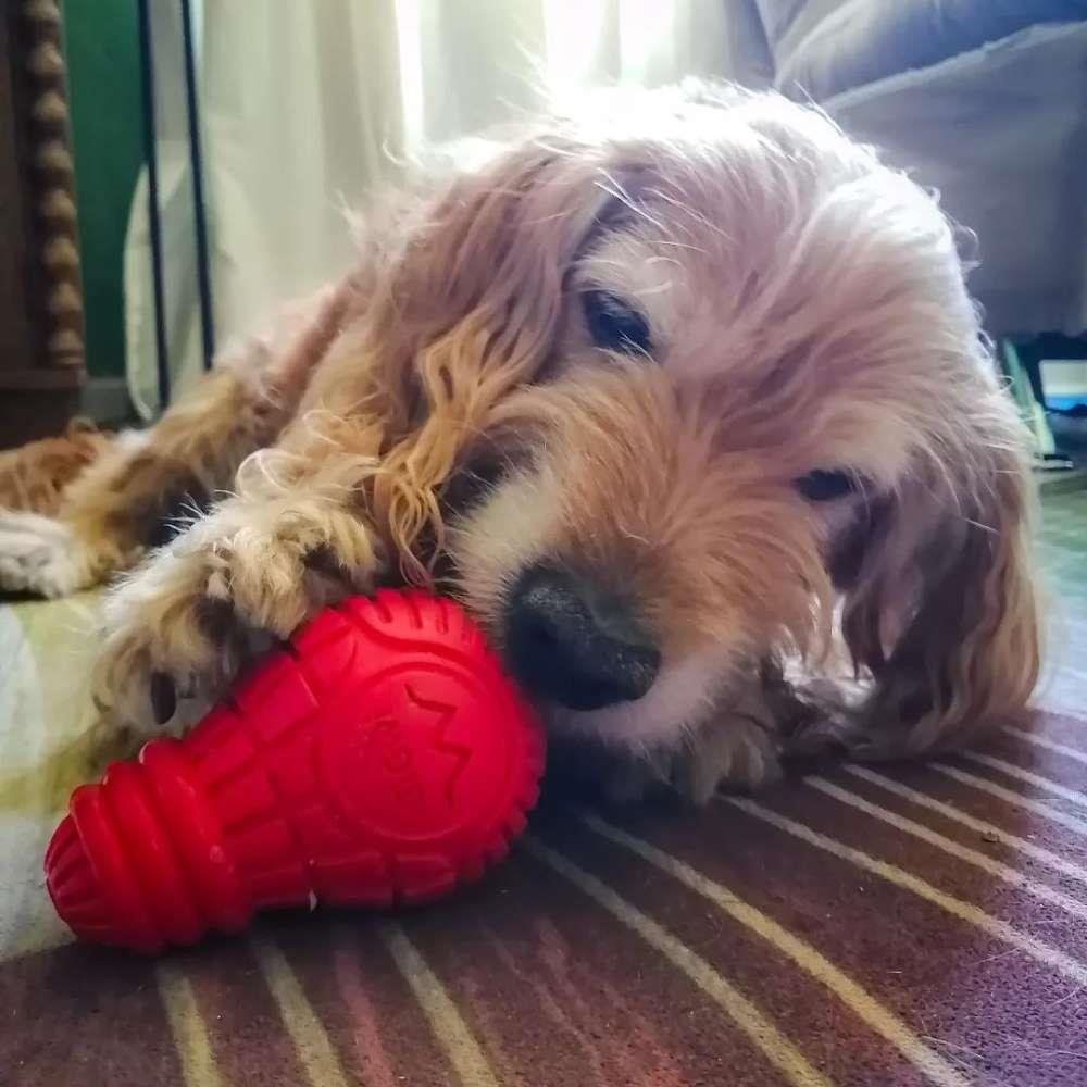 ของเล่นสุนัข GIGWI BULB ไซซ์ M สีแดง