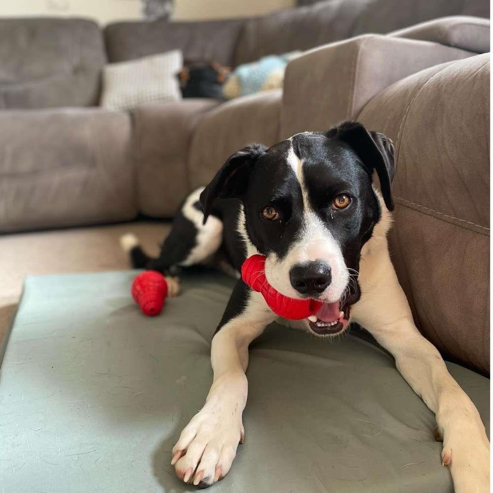 ของเล่นสุนัข GIGWI BULB ไซซ์ M สีแดง